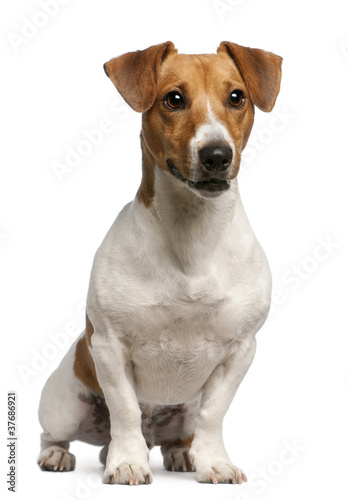 Jack Russell Terrier, 12 months old, sitting © Eric Isselée