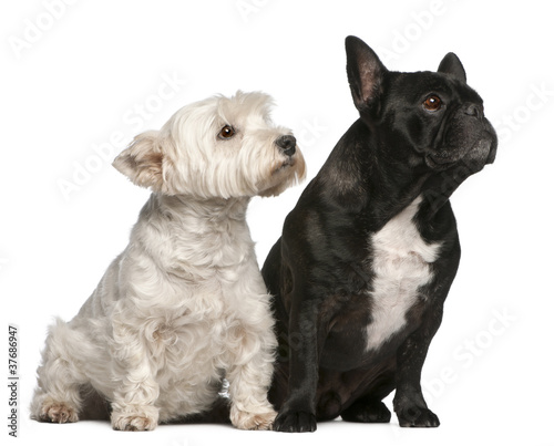 French Bulldog  6 years old and West Highland White Terrier