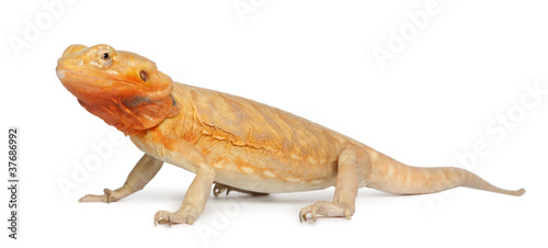 Central Bearded Dragon  Pogona vitticeps