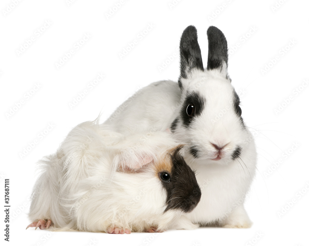 Dalmatian rabbit, 2 months old, and an Abyssinian Guinea pig Dalmatian rabbit, 2 months old, and an Abyssinian Guinea pig
