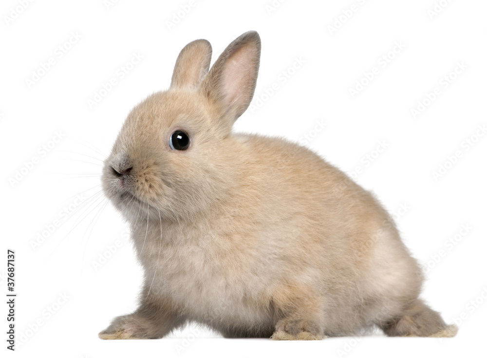 Young rabbit in front of white background Young rabbit in front of white background