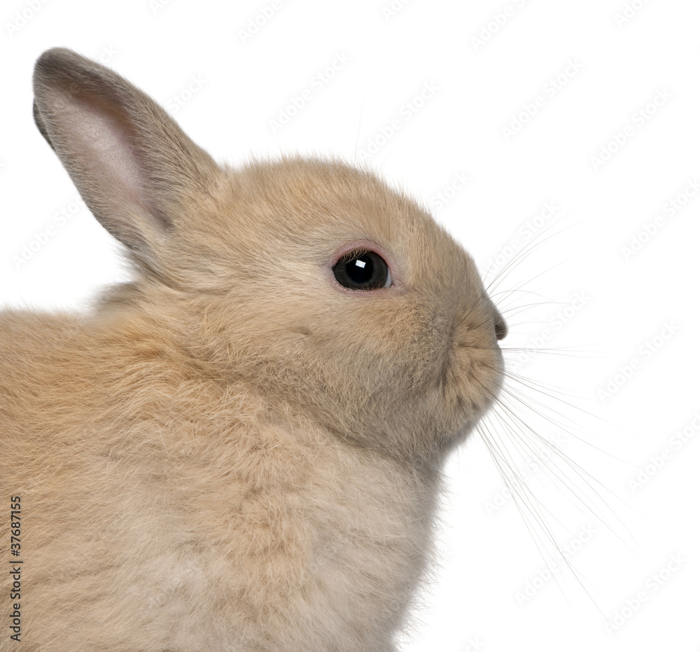 Obraz premium Close-up of young rabbit in front of white background