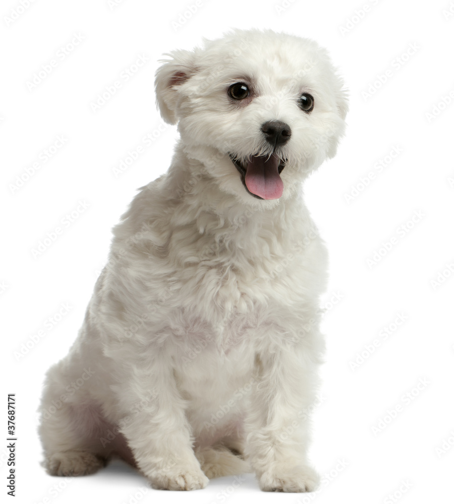 Maltese dog, 1 year old, sitting in front of white background