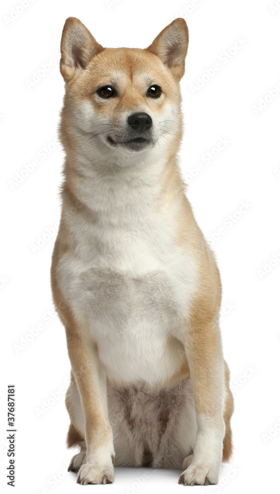 Shiba Inu, 18 months old, sitting in front of white background