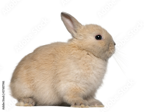 Young rabbit, sitting in front of white background