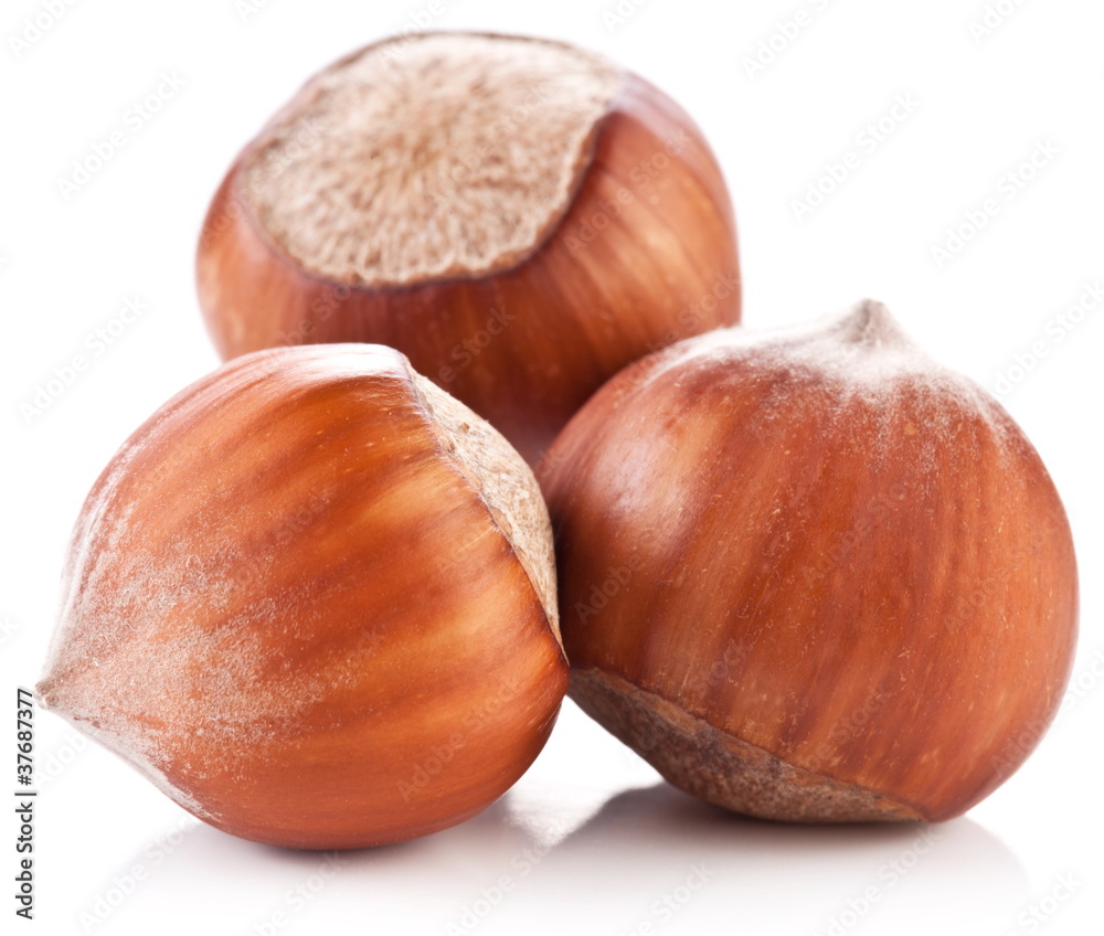 Nuts filberts isolated Nuts filberts isolated