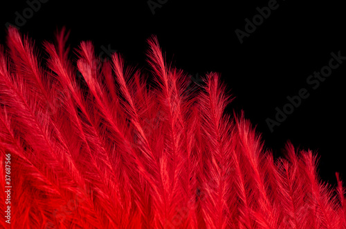 Red feather