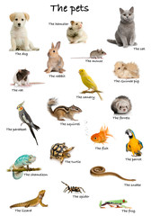 Collage of pets and animals in English