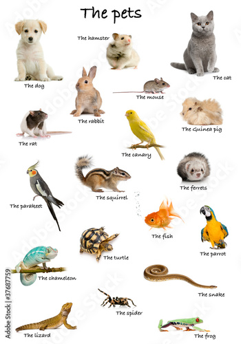 Collage of pets and animals in English