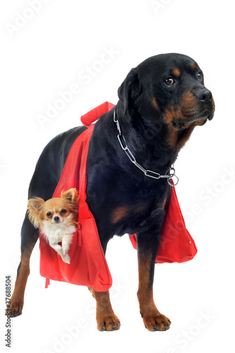 rottweiler taxi et chihuahua
