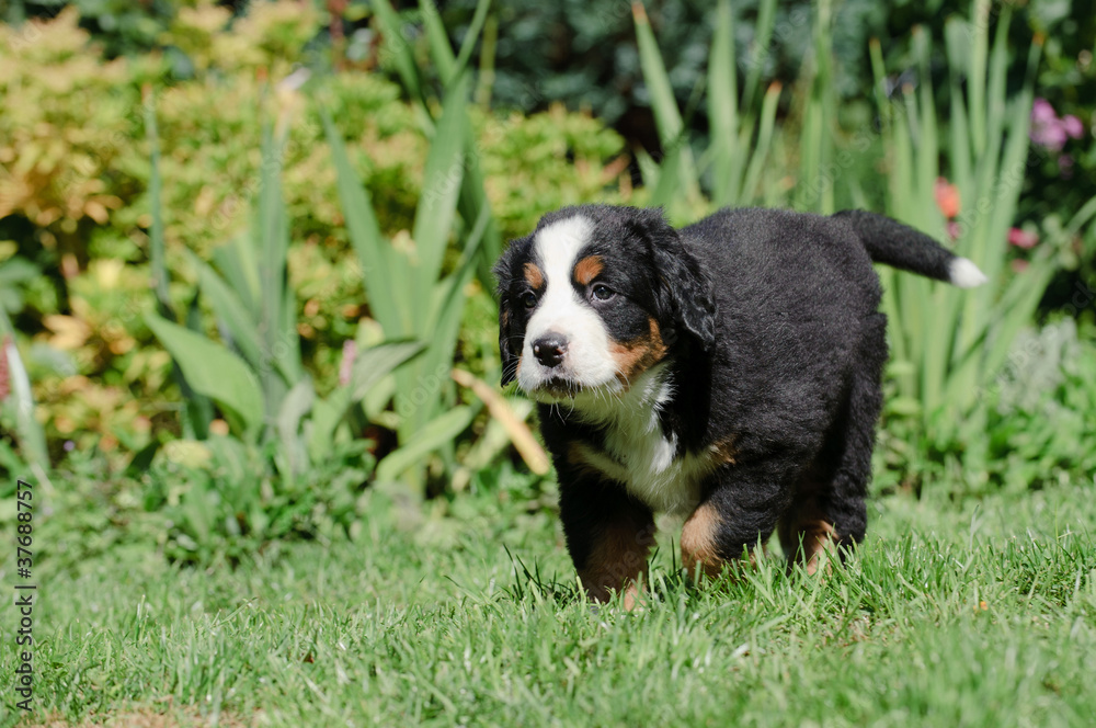 Bernese Mountain Dog puppy portrait