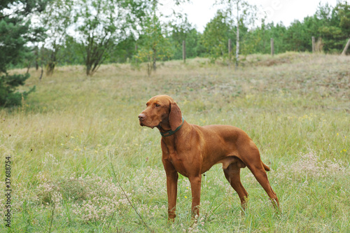 Vizsla   Hungarian Vizsla dog