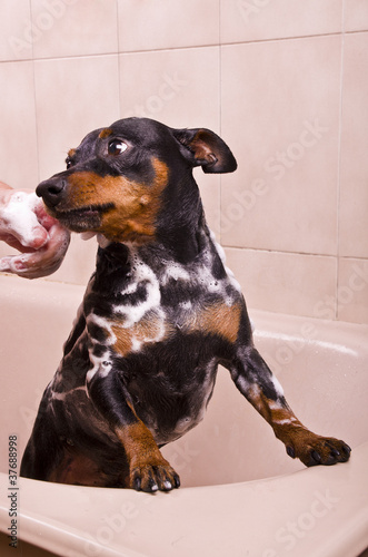 Pinscher Dog Sitting in Bathtub to be Washed .