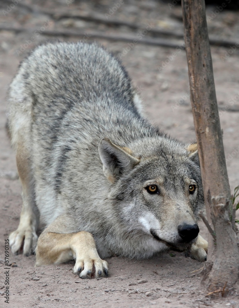 Crouching Wolf Crouching Wolf