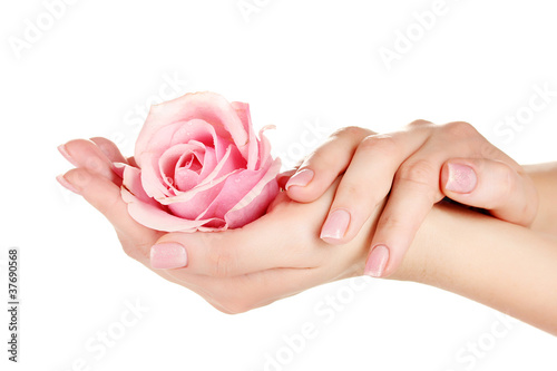 Fototapeta Naklejka Na Ścianę i Meble -  Pink rose with hands on white background