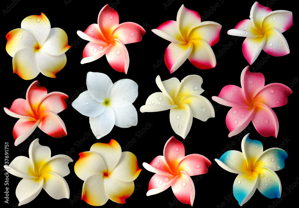 Fototapeta premium fleurs frangipanier fond noir