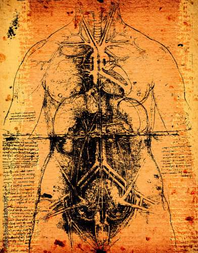 Anatomy art