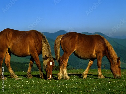 horses