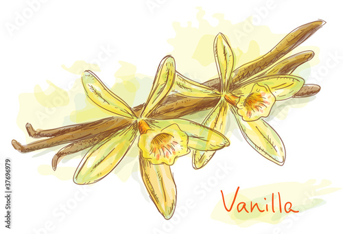 Flower vanilla with dried pods.