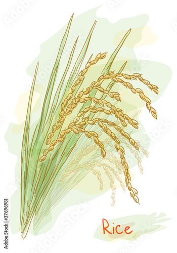 Rice (Oryza sativa). Watercolor style.