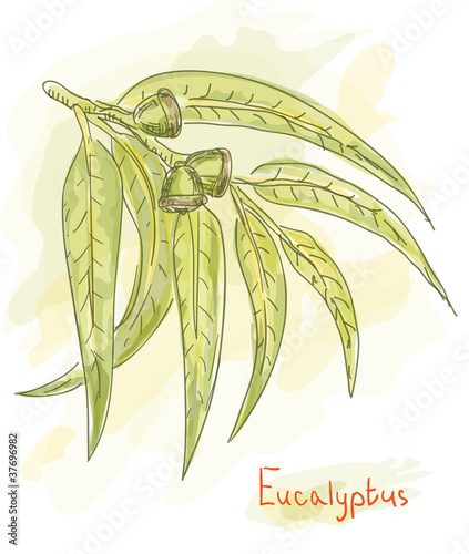 Eucalyptus branch. Watercolor style.