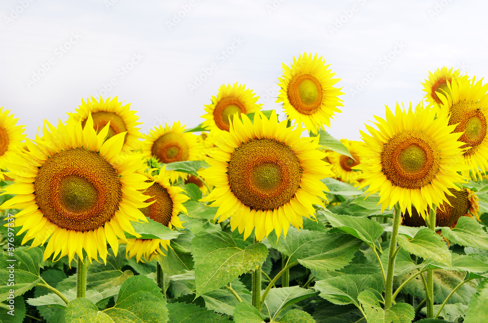 Obraz premium sunflower field