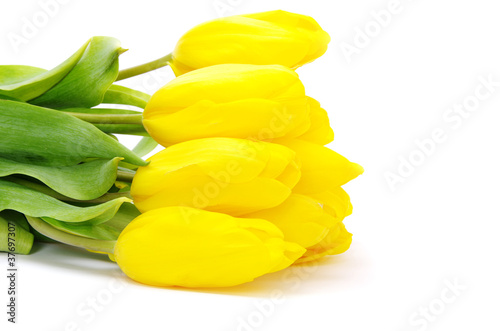 Fototapeta Naklejka Na Ścianę i Meble -  yellow tulips