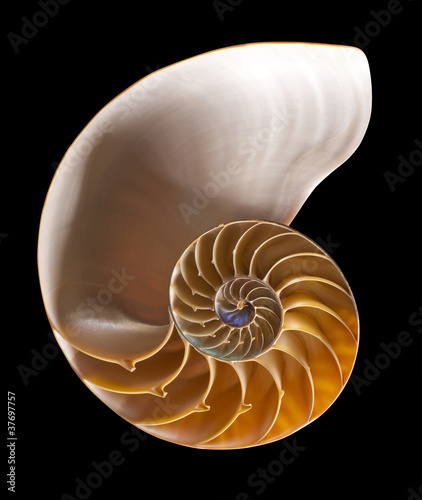 Nautilus shell interior on black, isolated with clipping path