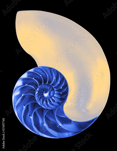 Nautilus shell interior on black, isolated with clipping path