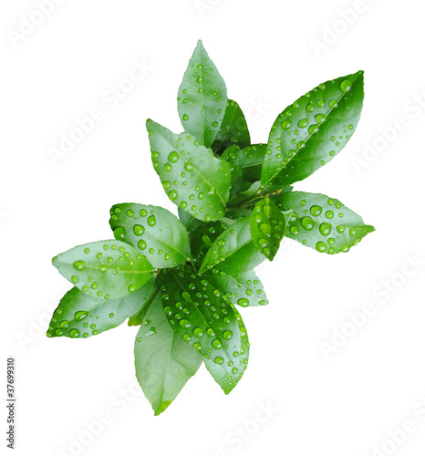 LEMON LEAVES WITH WATER DROPS ISOLATED (Path is included)