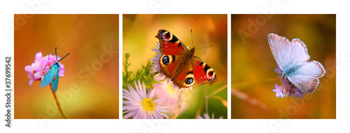 Panel kuchenny z motywem motyl owad na kwiat