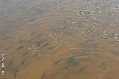 Fischschwarm photo