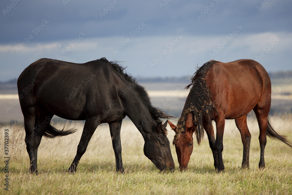 A pair of horses