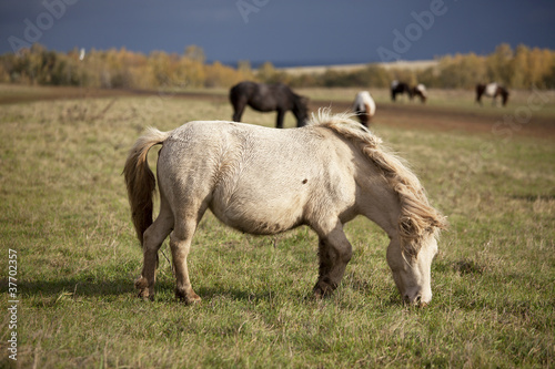 White pony colt autumn day