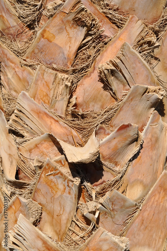 palm bark photo