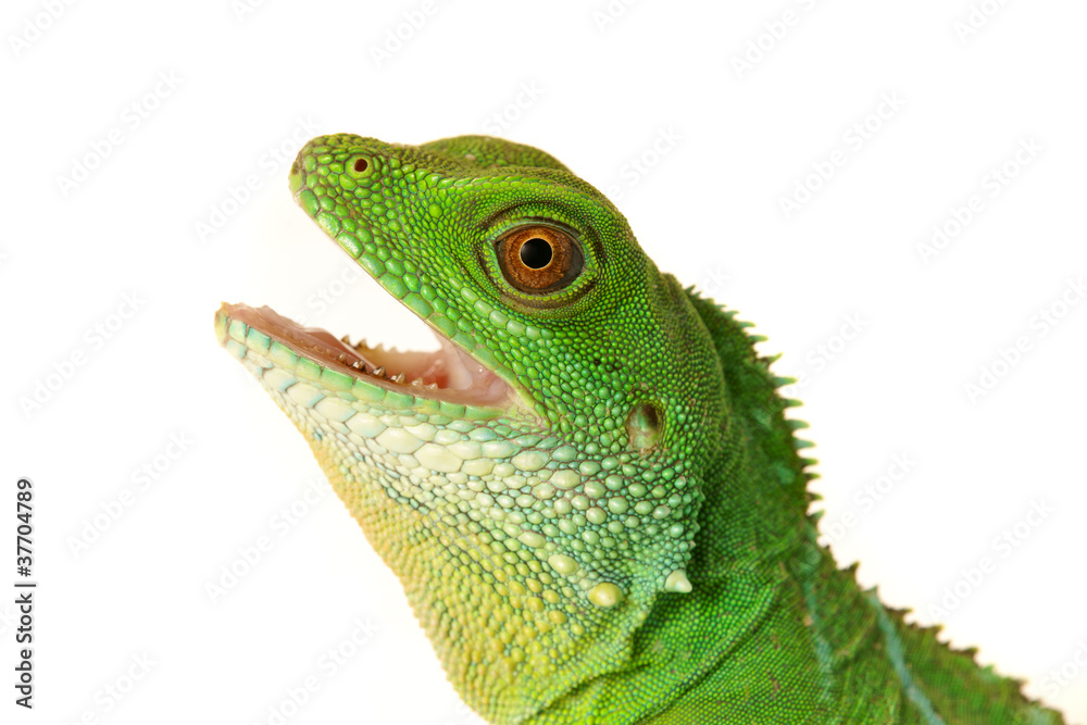 Fototapeta premium Lizzard Gecko Echse Reptil agame wasseragame