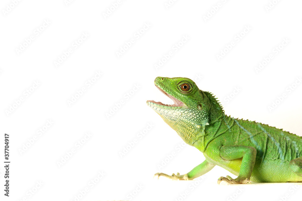 Fototapeta premium Jaszczurka gekon jaszczurka gad agame wodny smok