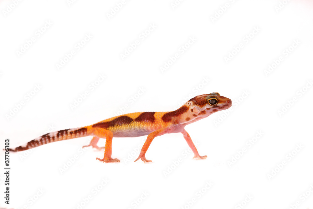 Naklejka premium Lizzard Gecko Echse Reptil leopardgecko