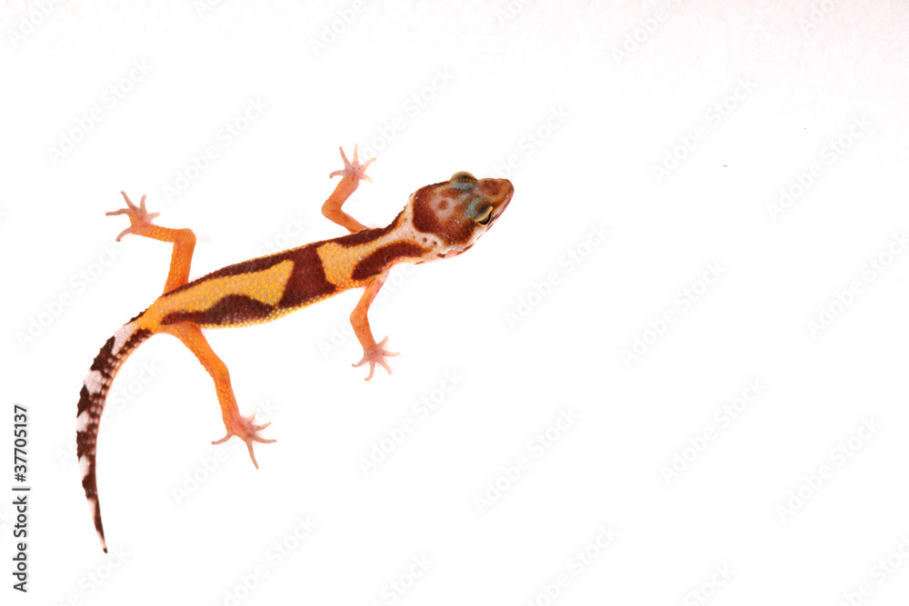Naklejka premium Lizzard Gecko Echse Reptil leopardgecko