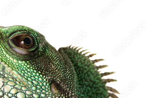 Lizzard Gecko Echse Reptil agame wasseragame auge