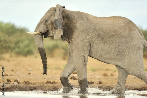 Elephant  2