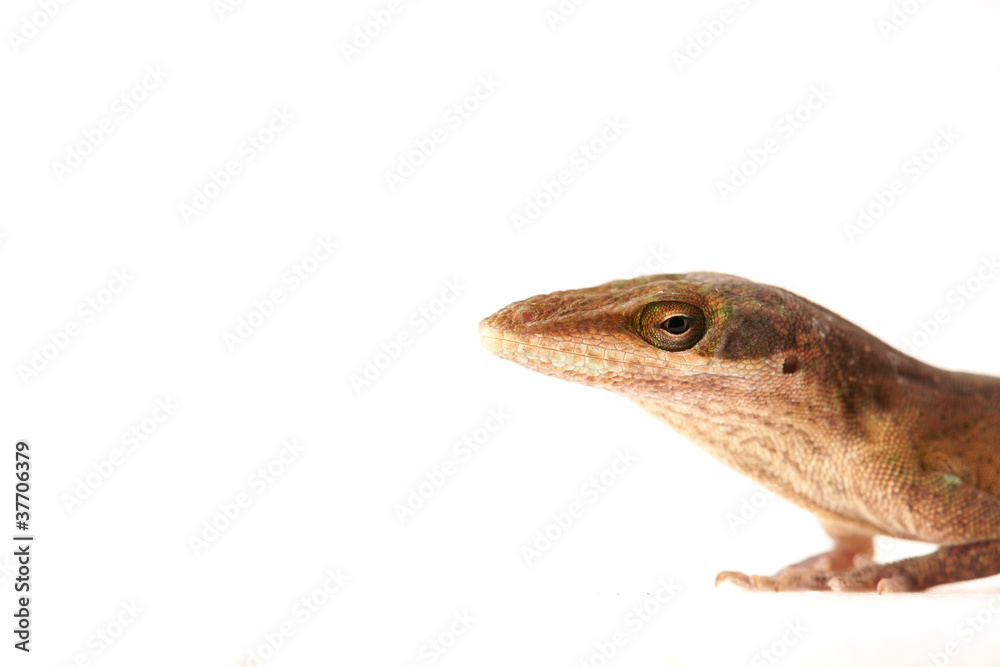 Fototapeta premium Lizzard Gecko Echse Reptil anoli