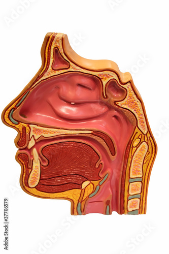 Sinus section photo