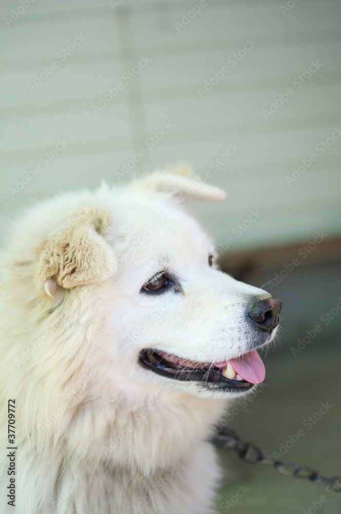白い犬 白い犬