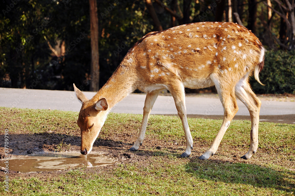 Sika Deer Sika Deer