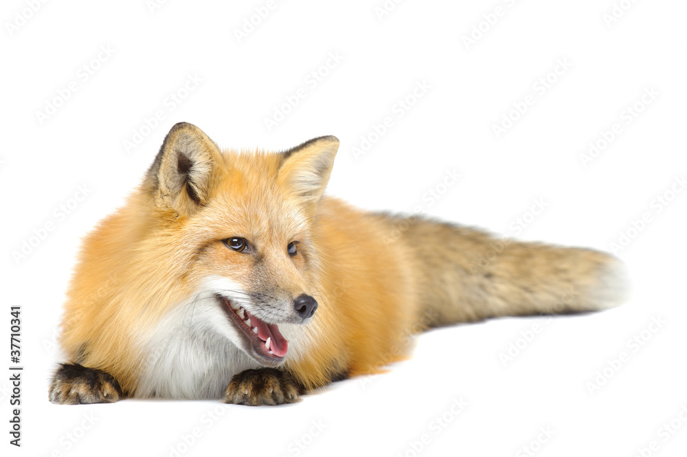 Fototapeta premium Red fox laying looking aside