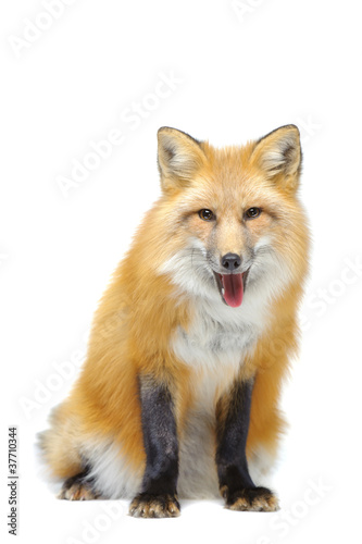 Red fox sitting