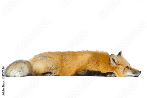 Red fox laying straight