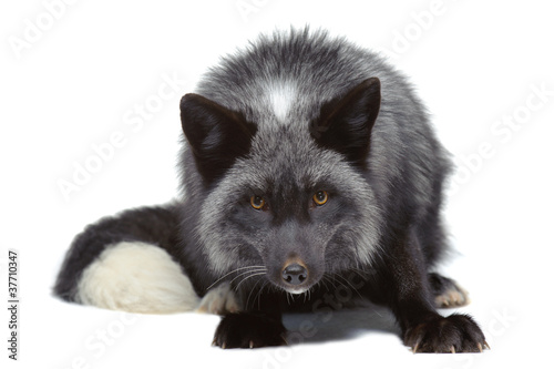 Silver fox leaning