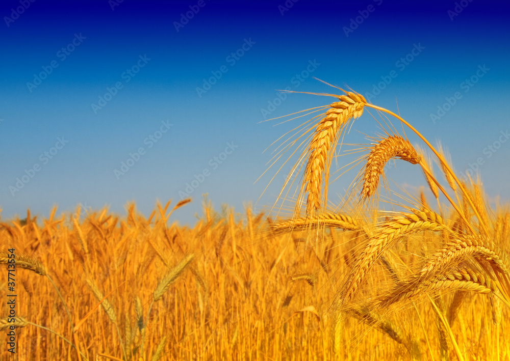 Wheat field against a blue sky
